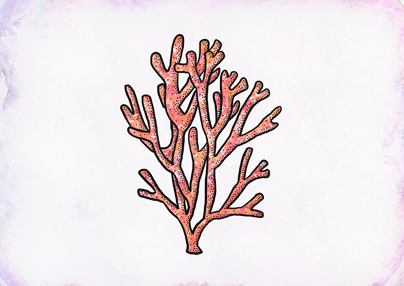 Portfolio - Illustration - Corail